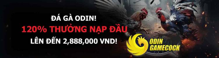 đá gà odin